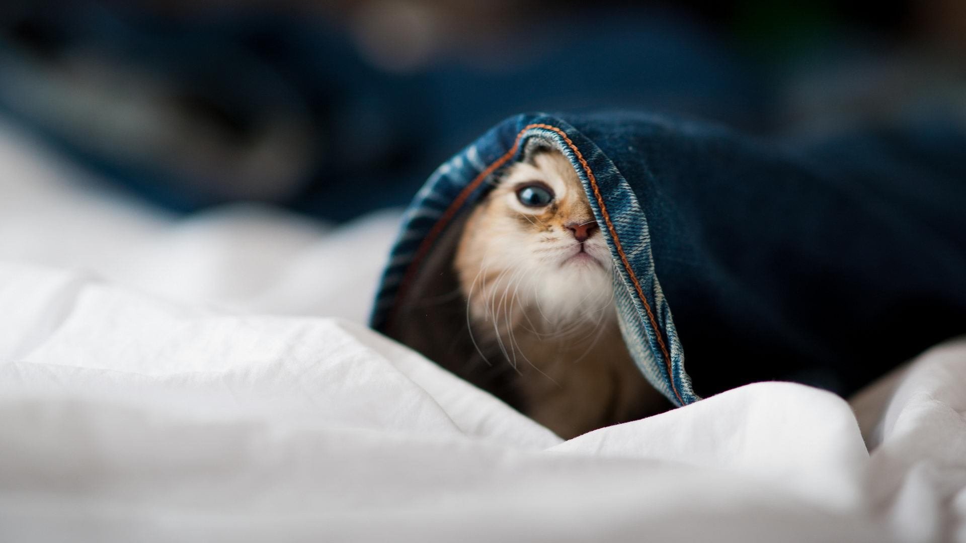 舞台的白热中心，巴尔韦德，总决赛之夜的冰冷火焰