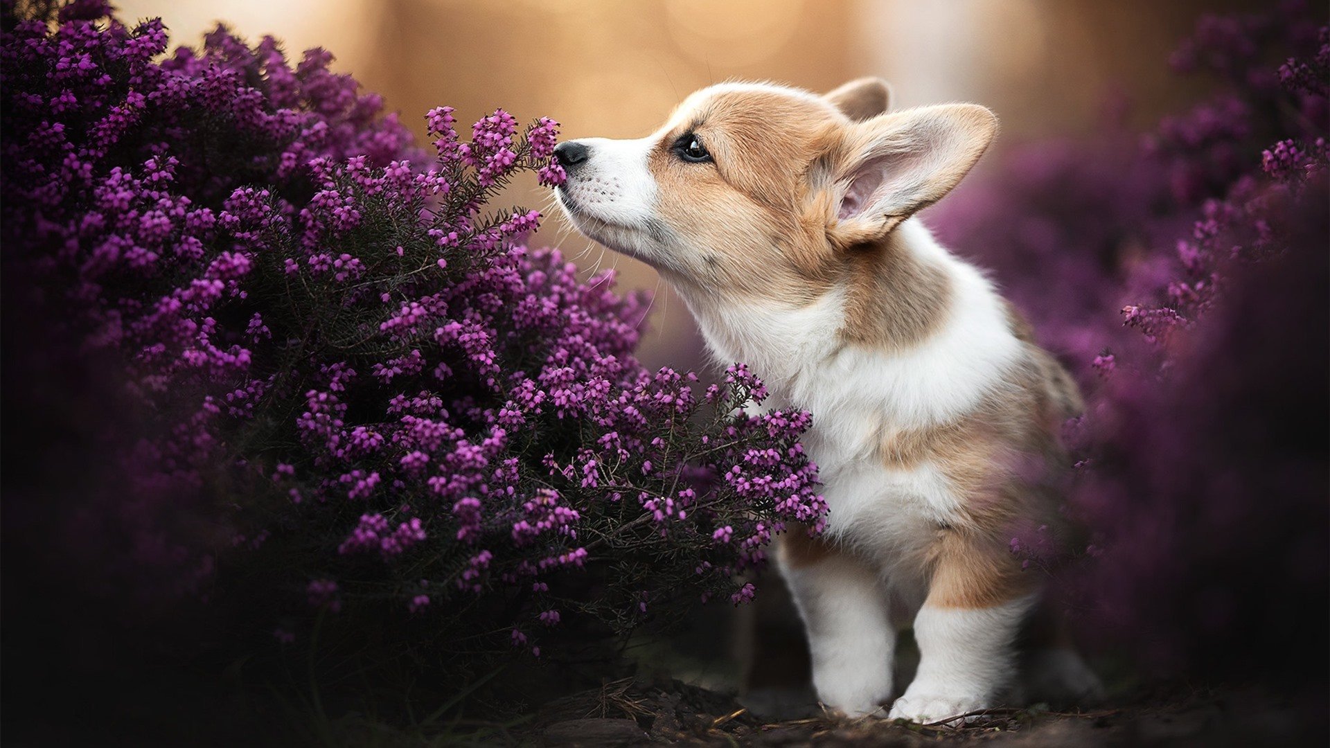 橙色风暴遇马德里寒流，本泽马一剑封喉，破解荷兰式血拼困局