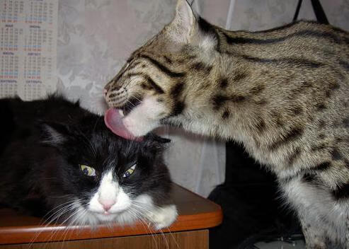 封神之夜，浓眉冰与火之歌映照年度焦点之战