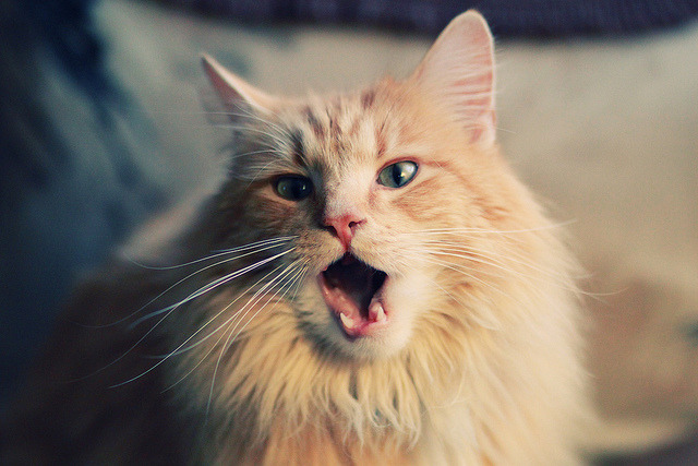 沉默的尖刀，当贝恩在寂静中撕裂达拉斯的夜空