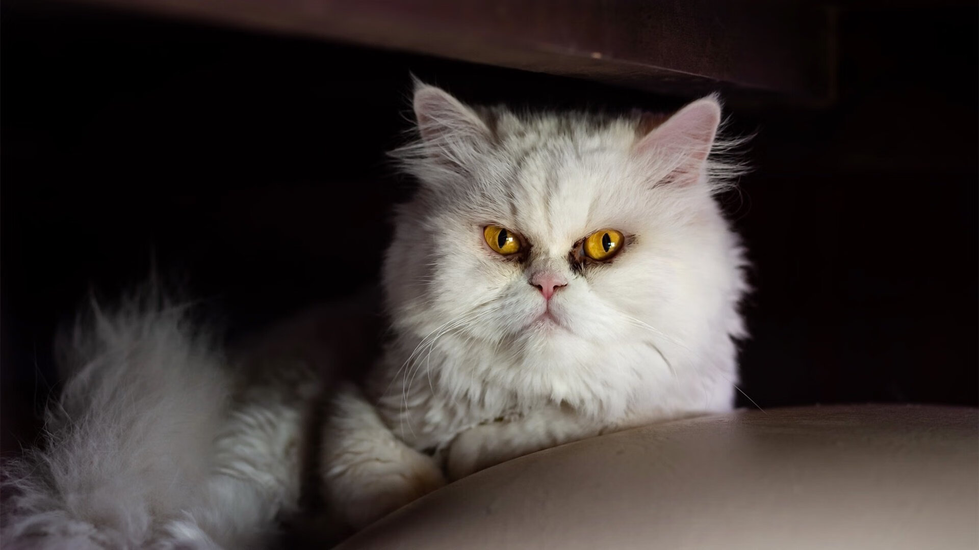 雪崩前的锁链,雄鹿的铁壁与塔图姆的淬火