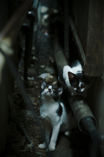 美加墨世界杯之夜,记录拉梅洛能力的黑匣子