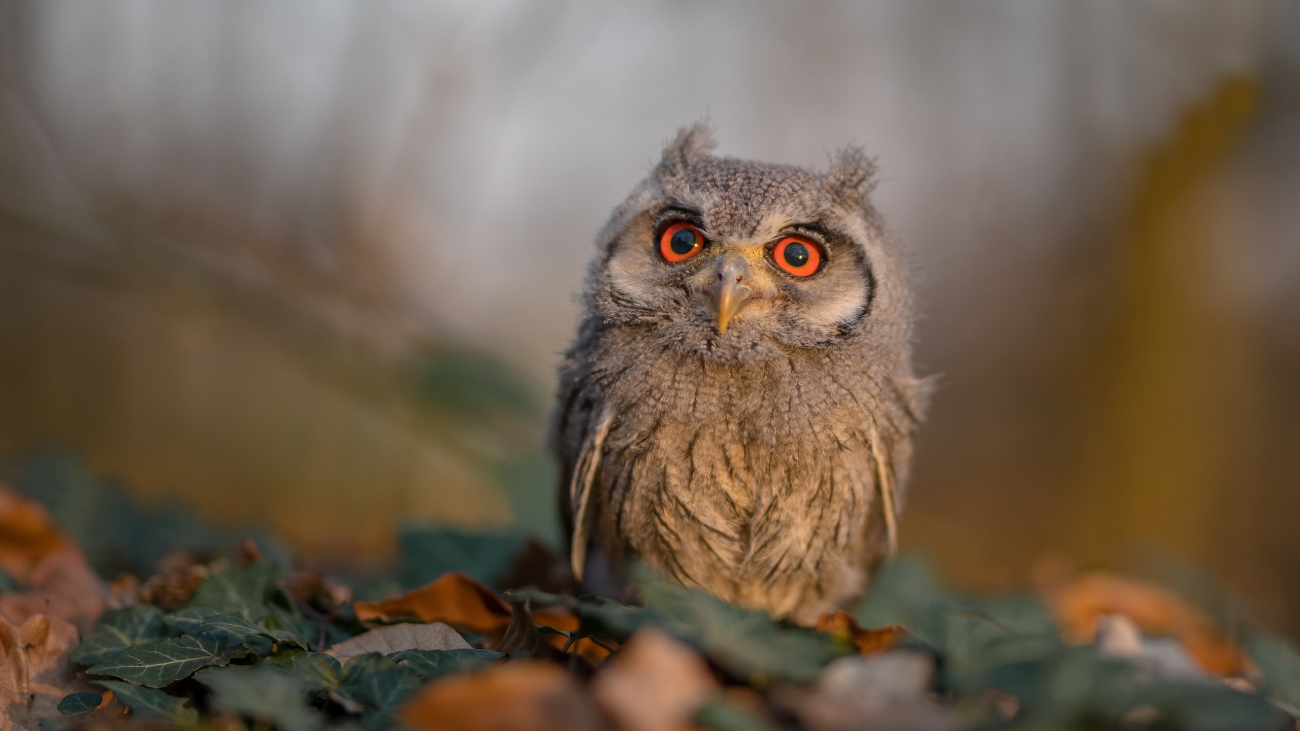 不存在的较量,唯一的传奇,当北京队拿下尼克斯,塔图姆成为东方智慧下的关键先生