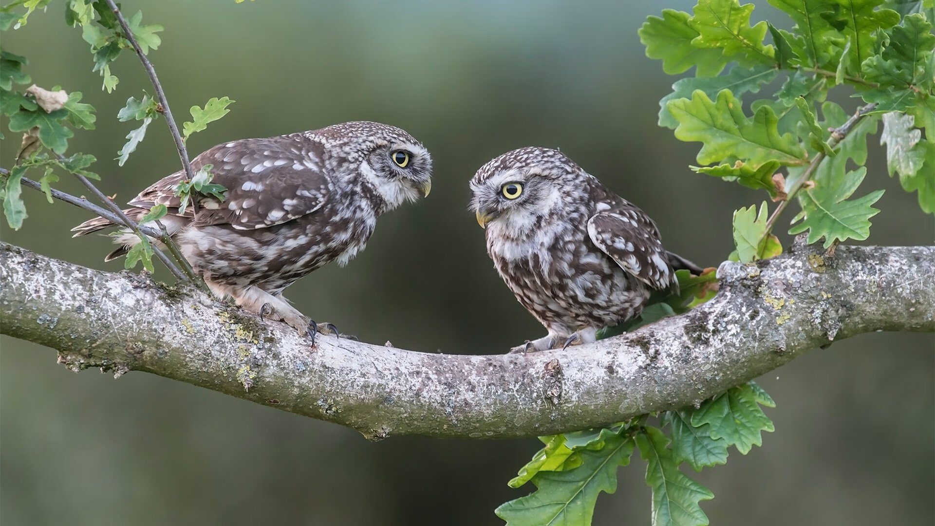 范弗利特末节冰雨穿心！公牛第四节绞杀勇士，告诉你什么叫控场到窒息