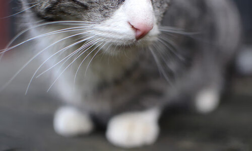 跨界联动的双线叙事,达拉斯的空间魔术与巴塞罗那的禁区艺术